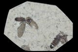 Double Fossil March Fly (Plecia) - Green River Formation #95849-1
